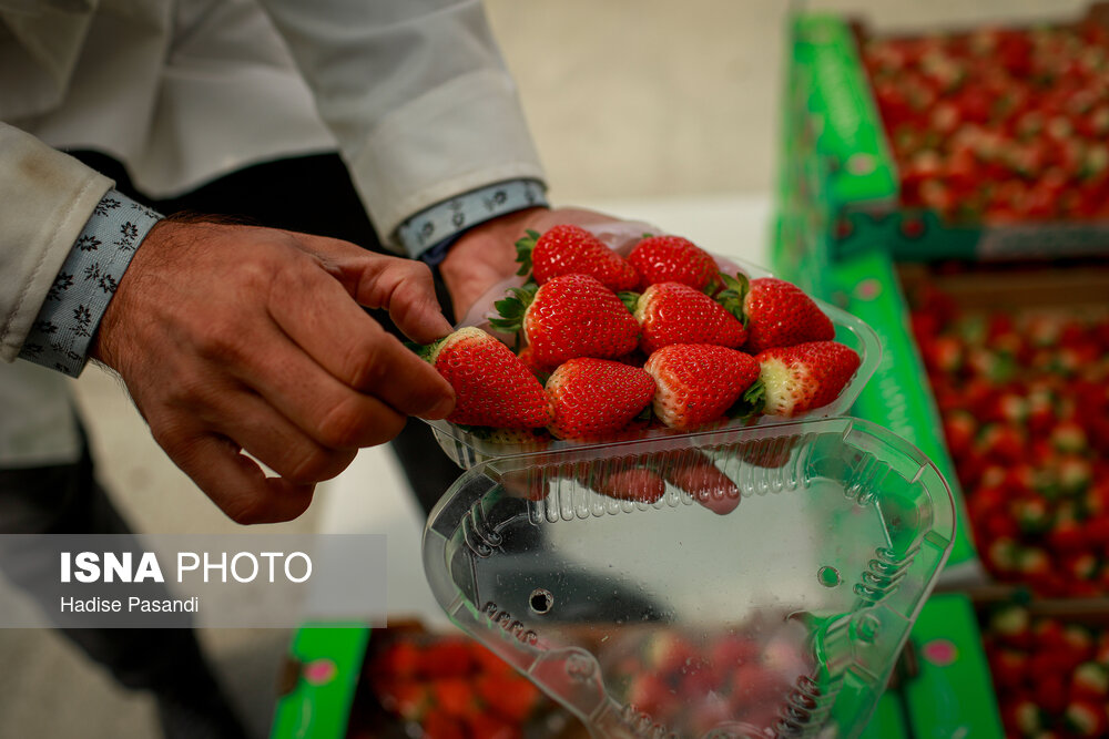 تولید برای محرومیت زدایی؛ گلخانه توتفرنگی چناران