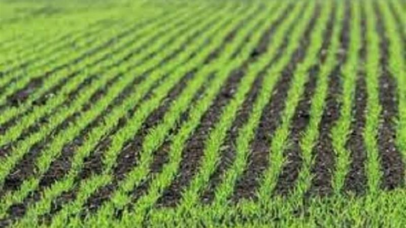 طرح جهش تولید در دیمزارهای ایلام کلید خورد