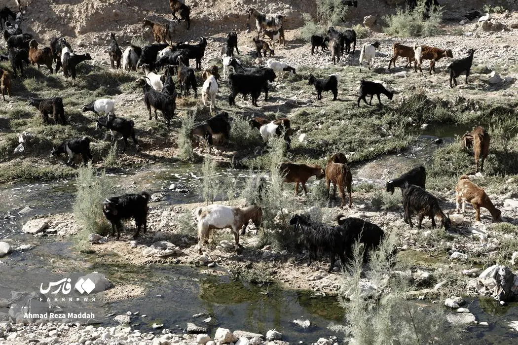 عکس/ زخم کهنه حاشیه نشینان شیراز