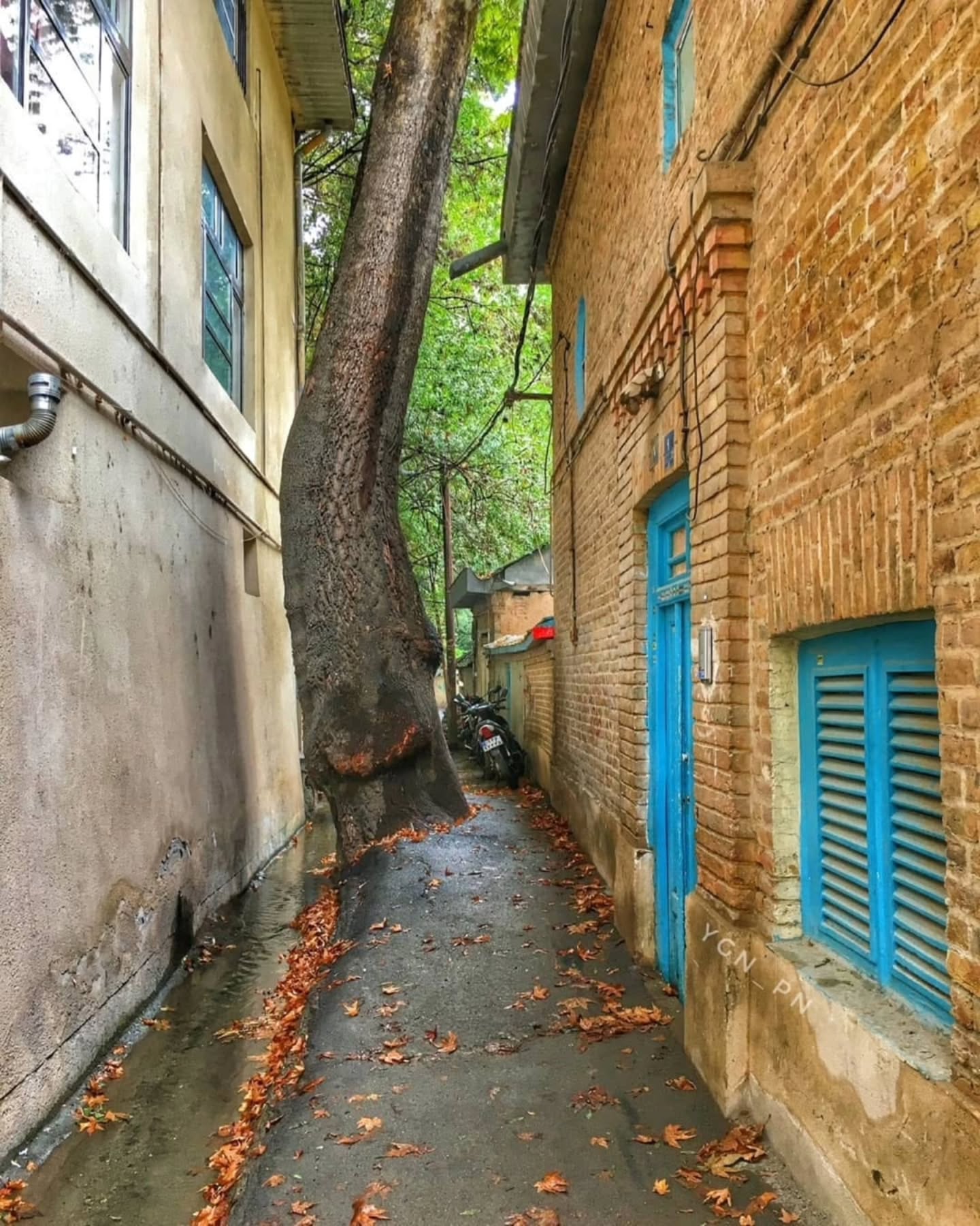 تصاویری رویایی از پاییز در درکه