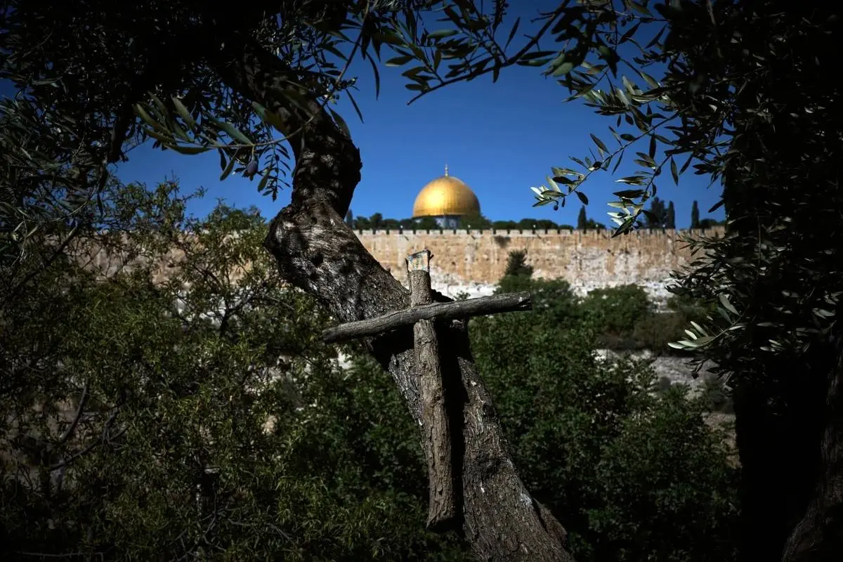 برداشت زیتون در کوه زیتون بیت المقدس