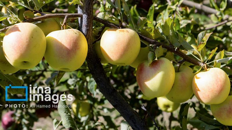 برداشت ۵۷ هزار تن سیب در خراسان شمالی؛ ذخیرهسازی شب عید آغاز شد