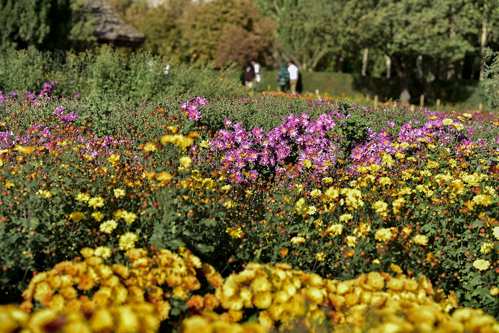 نمایشگاه گل های داوودی در باغ گیاه شناسی ملی ایران