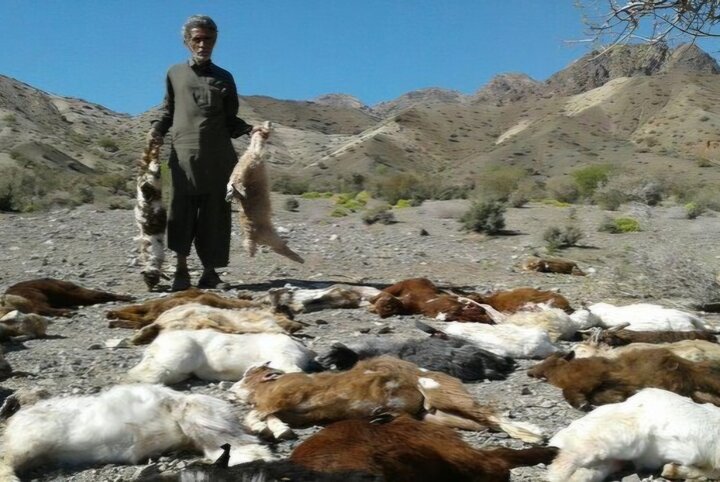 گرگ ها در هوراند ۶۰ راس بز را تلف کردند
