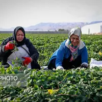 تولید برای محرومیت زدایی؛ گلخانه توت‌فرنگی چناران
