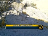 ثبت تصاویر جدید از پلنگ ایرانی در قلب پارک ملی بمو