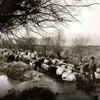 بلوار کشاورز تهران یکصد سال پیش