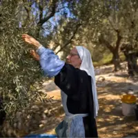 برداشت زیتون در کوه زیتون بیت المقدس