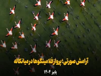 آرامش صورتی؛ پرواز فلامینگوها در میانکاله