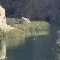 پلیکان مهاجر در آغوش رودخانه قرهآغاج رها شد