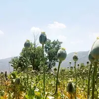 دادستان کل کشور: کشت خشخاش در کشور ممنوع است