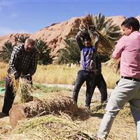 آیین نخل و شالی طبس، نماد همزیستی نخلستان و شالیزار در تقویم ملی جای گرفت