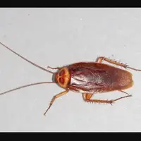 سوسکهای خانه عامل بروز حساسیت هستند