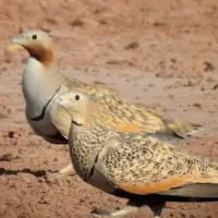 دستگیری شکارچیان پرندگان مهاجر در میانجلگه
