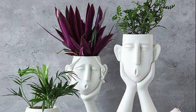 گلدان کجای خانه بهتر رشد می کند؟