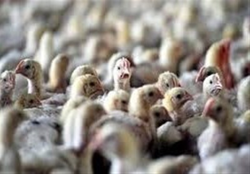 پایان آنفلوانزای فوقحاد پرندگان در ایران اعلام شد