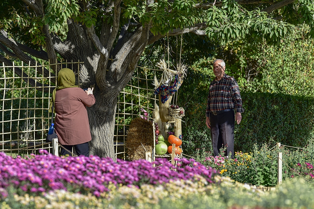 نمایشگاه گل های داوودی در باغ گیاه شناسی ملی ایران