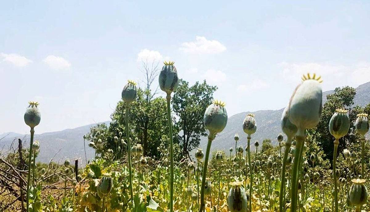 دادستان کل کشور: کشت خشخاش در کشور ممنوع است