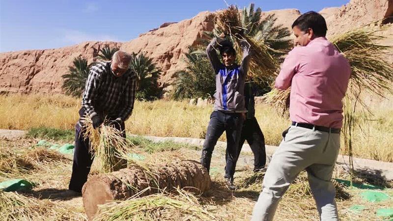 آیین نخل و شالی طبس، نماد همزیستی نخلستان و شالیزار در تقویم ملی جای گرفت