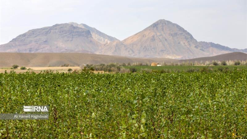 خیز سبز خراسان جنوبی در دل کویر؛ ۴۵۶ پویش مردمی برای کاشت نهال اجرا شد