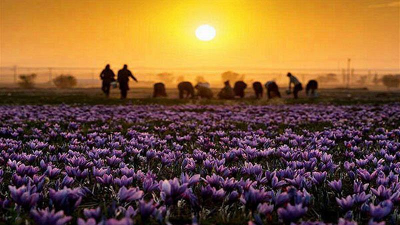 معجزه زعفران در یزد؛ کم آبخواه و پربازده