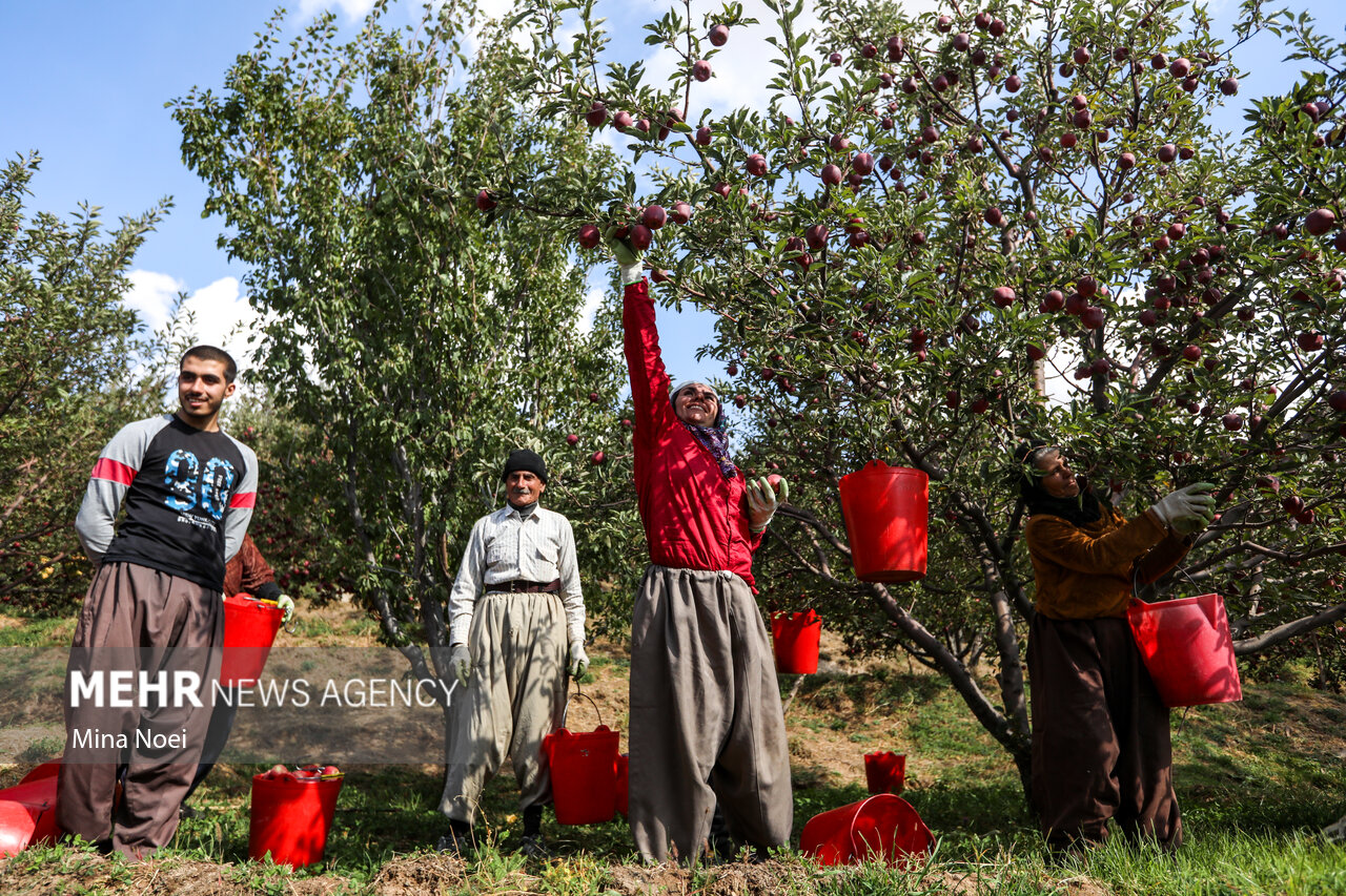 مدال‌های رنگی برای کاروان مویتای جوانان