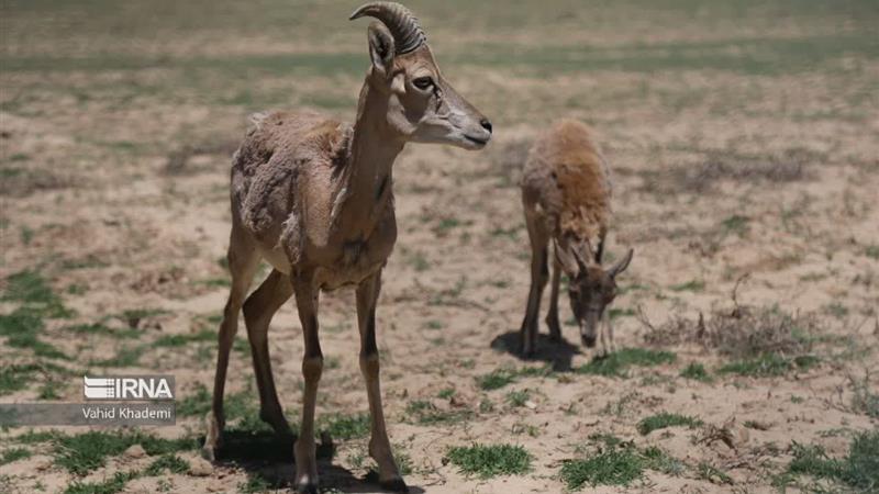 خراسانشمالی در مسیر حفظ تنوع زیستی؛ آغاز سرشماری وحوش