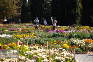گلستان داوودی در باغ گیاهشناسی