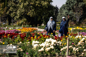 گلستان داوودی در باغ گیاهشناسی