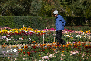 گلستان داوودی در باغ گیاه‌شناسی