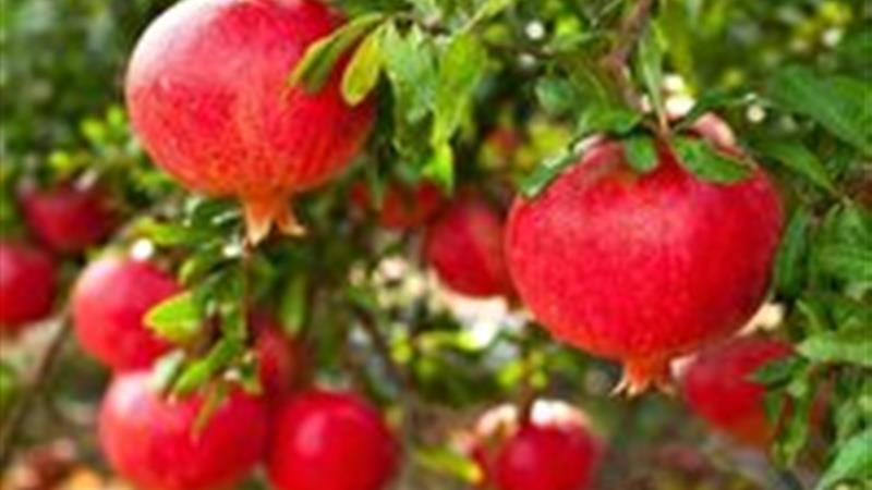 تولید انار در ابرکوه نسبت به سال قبل ۴۰ درصد کاهش یافت