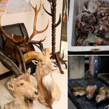 تاکسیدرمیهای حیات وحش از منازل شکارچیان سابقهدار اصفهان جمع آوری شد