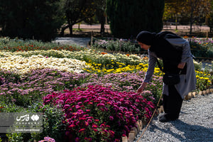 گلستان داوودی در باغ گیاهشناسی