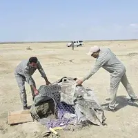 کشف ۲۷ پرنده زنده و دستگیری ۴ متخلف صید پرندگان شکاری در جاسک