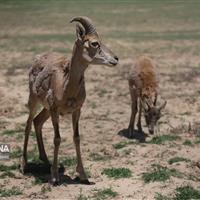 خراسانشمالی در مسیر حفظ تنوع زیستی؛ آغاز سرشماری وحوش