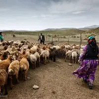 کوچ بیش از ۹۰ درصد عشایر چهارمحال و بختیاری