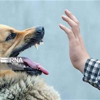 سگهای ولگرد مهمانان ناخوانده خیابانها و آفت سلامت شهروندان
