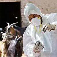 واکنش سازمان غذا و دارو به شیوع تب برفکی