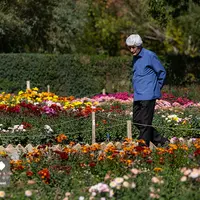 گلستان داوودی در باغ گیاه‌شناسی