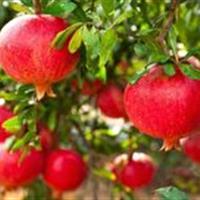 تولید انار در ابرکوه نسبت به سال قبل ۴۰ درصد کاهش یافت