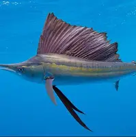 بادبان ماهی از زیباترین ماهی های جهان