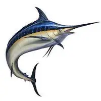 مارلین سیاه؛ از بزرگترین ماهی های استخوانی دنیا