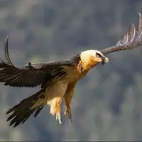 پرواز باشکوه «هما» در آسمان پارک ملی صیدوا