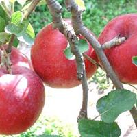 ترکیب طبیعی موجود در سیب که برای لثه مفید است