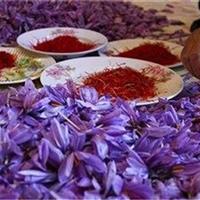 طلای سرخ؛ محصول کمآبخواه و پربازده کویر یزد
