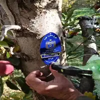 پلاککوبی ۵ هزار اصله درخت در آذربایجان شرقی