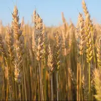 مطالبات گندمکاران لرستانی تسویه شد