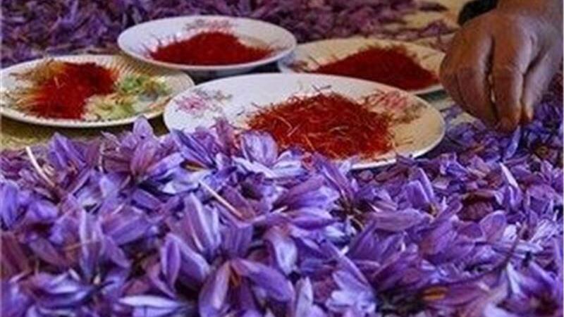 طلای سرخ؛ محصول کمآبخواه و پربازده کویر یزد