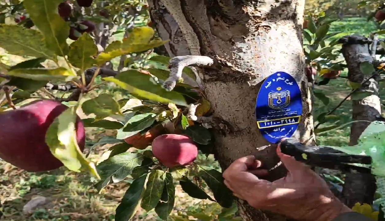 پلاککوبی ۵ هزار اصله درخت در آذربایجان شرقی