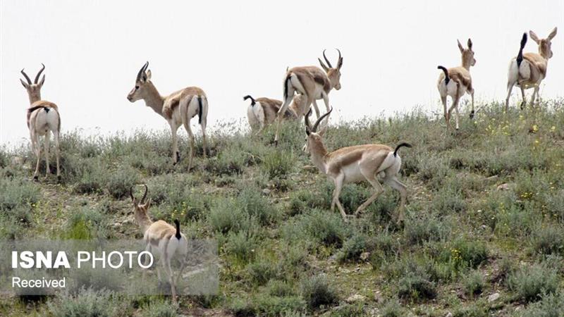 آغاز سرشماری سالانه آهوان در دشتهای سهرین و فیلهخاصه زنجان